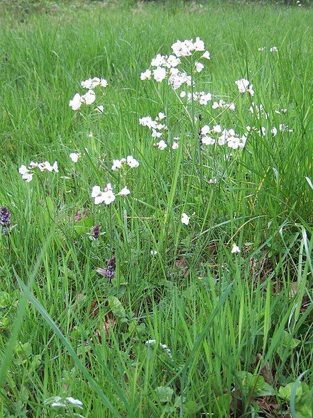 File:Cuckoo flower Wiltshire.JPG