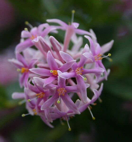 File:Dais cotinifolia00.jpg