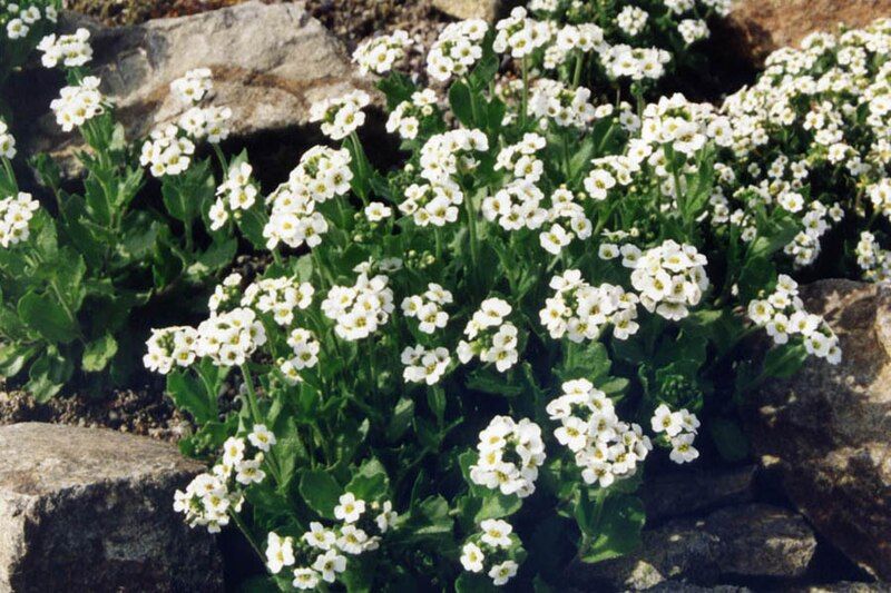 File:Draba fladnizensis.jpg