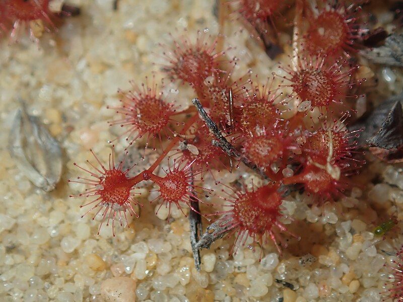 File:Drosera prostrata.jpg