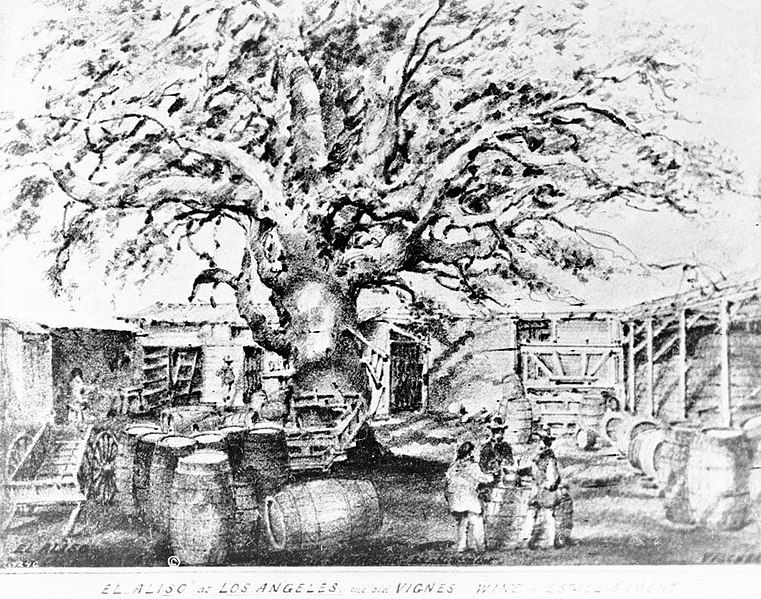 File:ElAliso treepre1875drawing.jpg