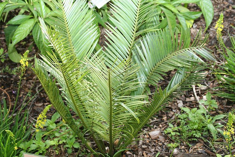 File:Encephalartos cerinus 0zz.jpg