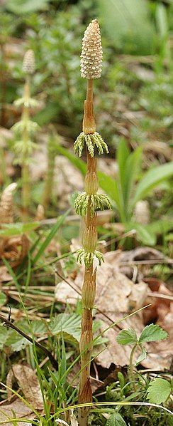 File:Equisetum sylvaticum 240405.jpg