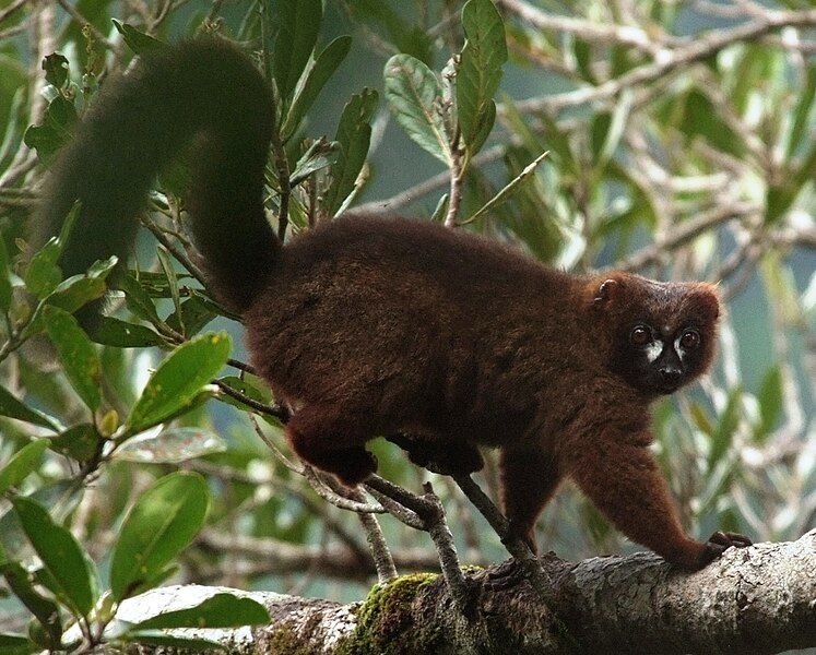 File:Eulemur rubriventer 001.jpg