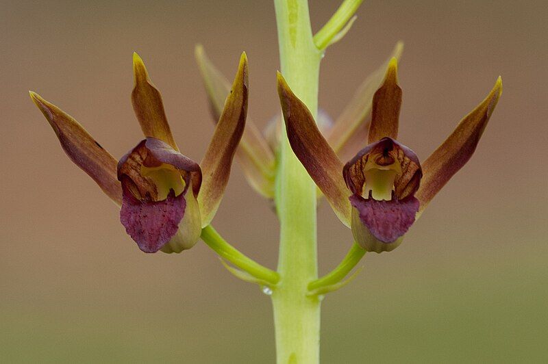 File:Eulophia alta flowers.jpg