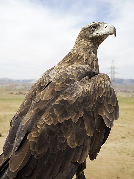 File:Golden Eagle (34721101033).jpg