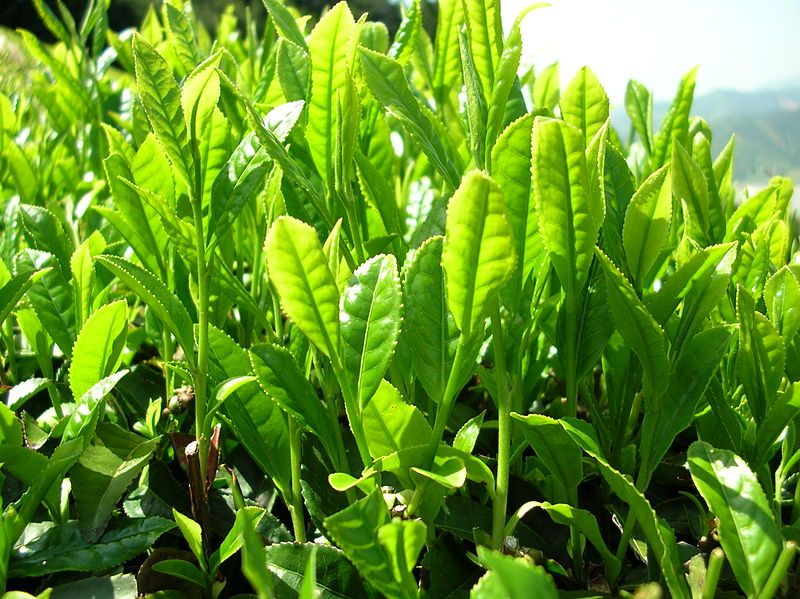 File:Green tea leaves.jpg