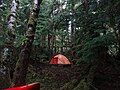 A tent in the forest