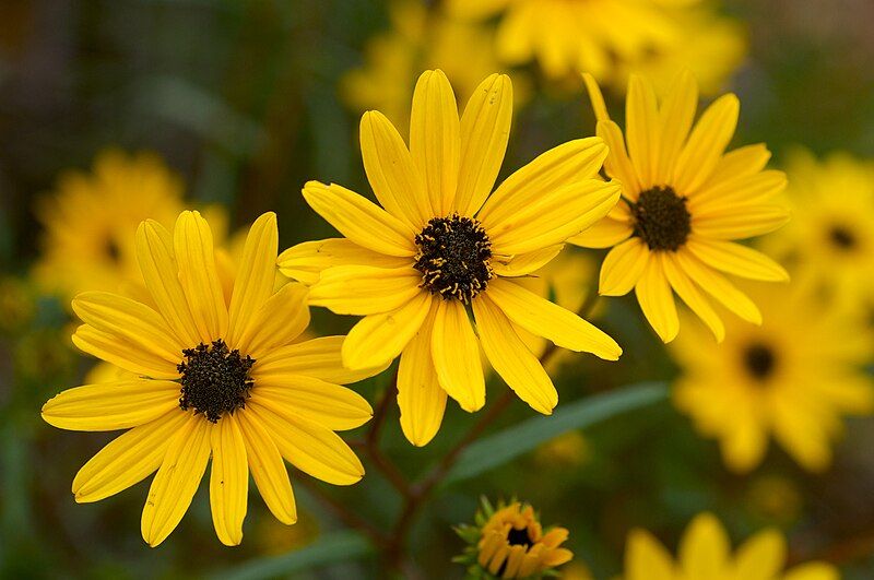 File:Helianthus angustifolius 2.jpg