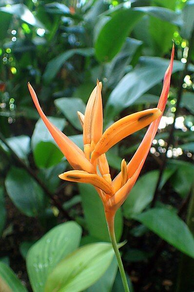 File:Heliconia talamancana kz1.jpg