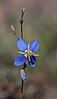 Heliophila africana, one of the species of Heliophila