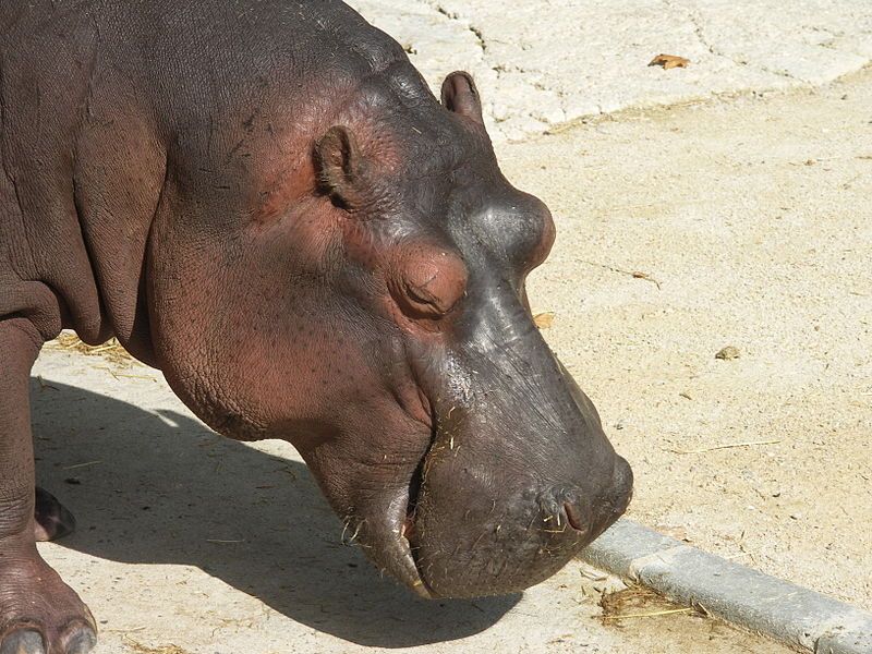 File:Hippo zoo Lisbon.JPG