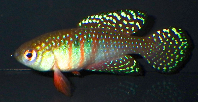 File:Hypsolebias magnificus male.png