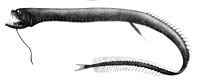 Idiacanthus atlanticus