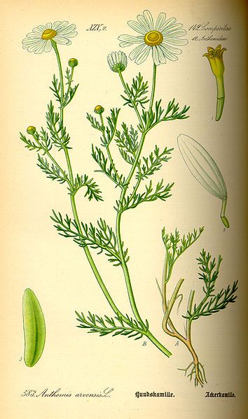 File:Illustration Anthemis arvensis0.jpg