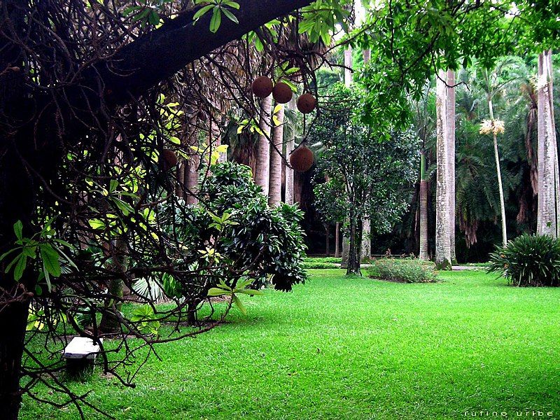 File:Jardin botanico ccs.jpg