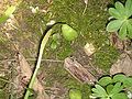 Leucojum vernum fruit