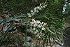 Lomatia myricoides, Joseph Banks Native Reserve