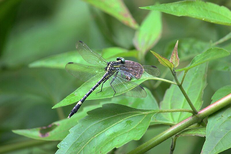 File:Merogomphus longistigma.jpg