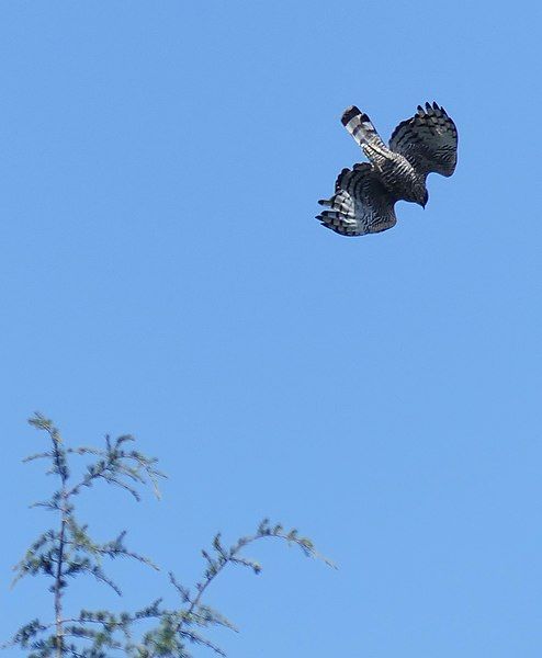 File:Mountain Hawk-Eagle (36879489254).jpg