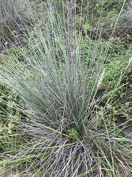 File:Muhlenbergia lindheimeri.jpg