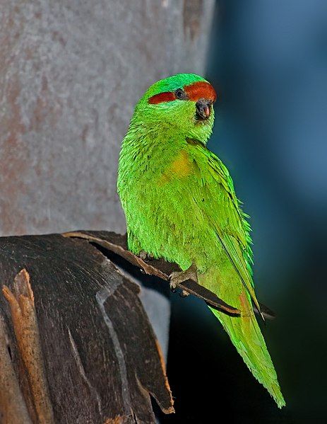 File:Musk Lorikeet.jpg