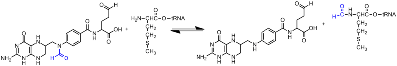 File:N-formylmethionine synthesis.png