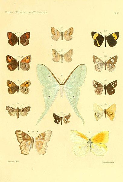 File:OberthurÉtudes d'entomologie1896 Plate9.jpg