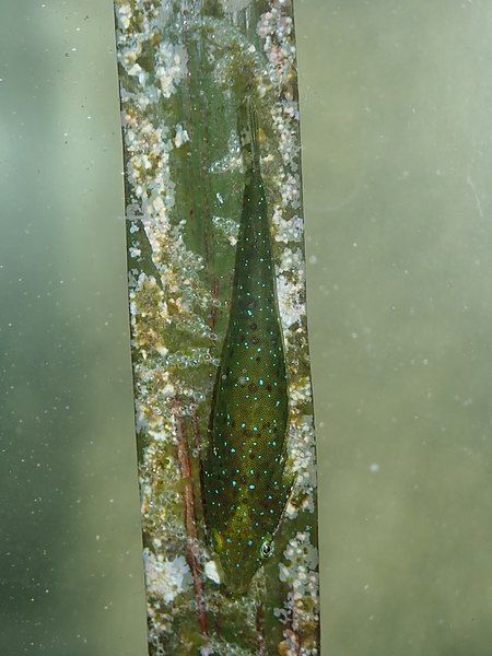 File:Opeatogenys gracilis.jpg