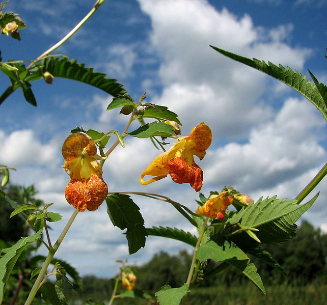 File:Orange Jewelweed, Ottawa.jpg