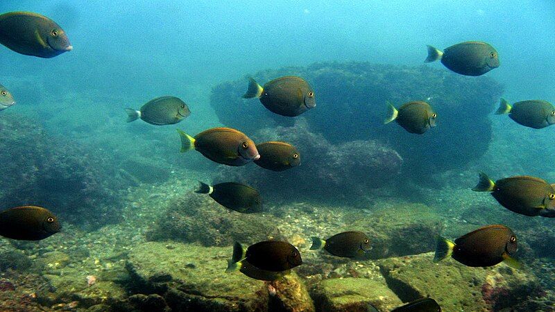 File:Ornate surgeonfish.jpg