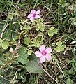 Oxalis articulata