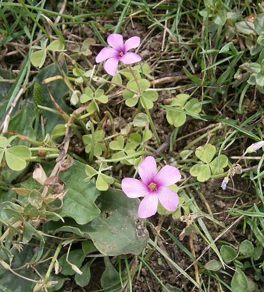 File:Oxalis articulata 02.JPG