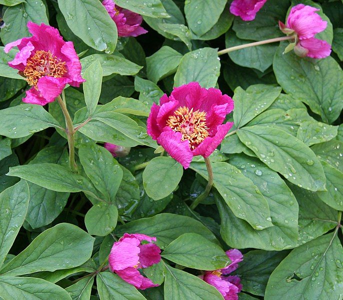 File:Paeonia mascula 02.jpg