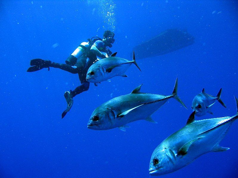 File:Pesci nel mare.jpg