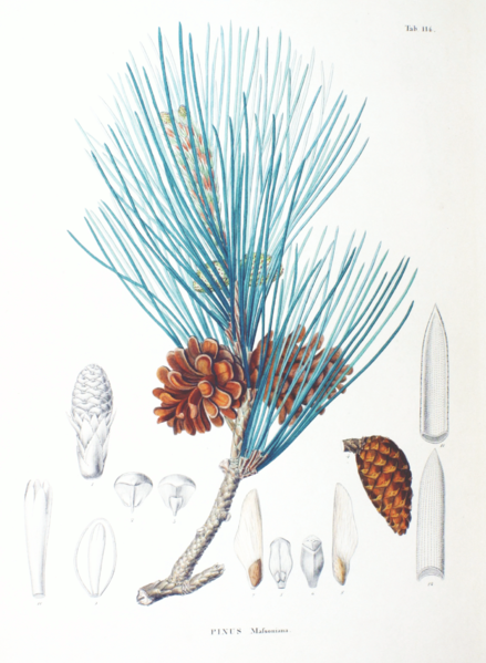 File:Pinus massoniana SZ114.png