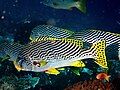 shoal of Plectorhinchus lineatus, 2010