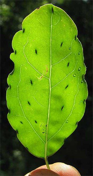 File:Porophyllum-leaf.jpg