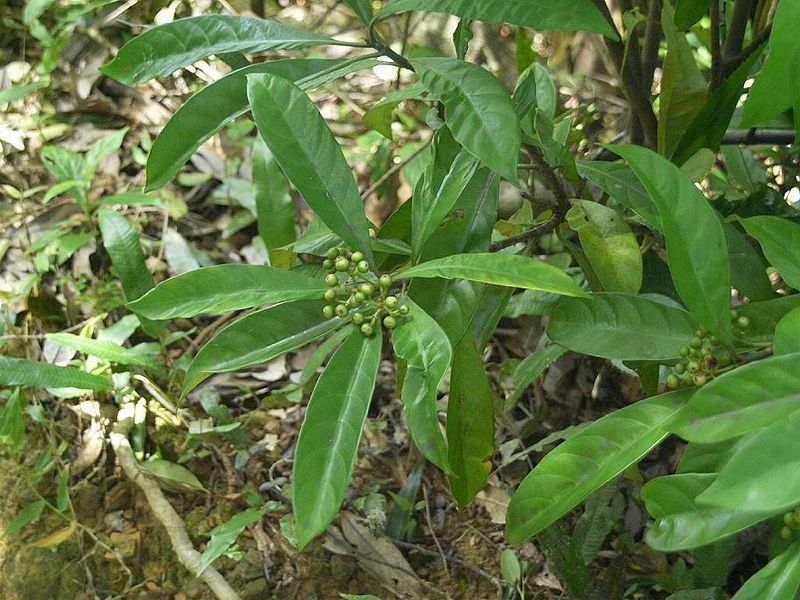 File:Psychotria asiatica botyouji01.jpg