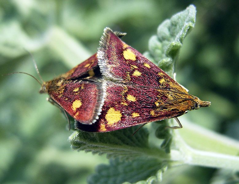 File:Pyrausta purpuralis2.jpg