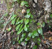 Pyrrosia eleagnifolia