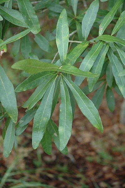 File:Quercus laurifolia (24191817215).jpg