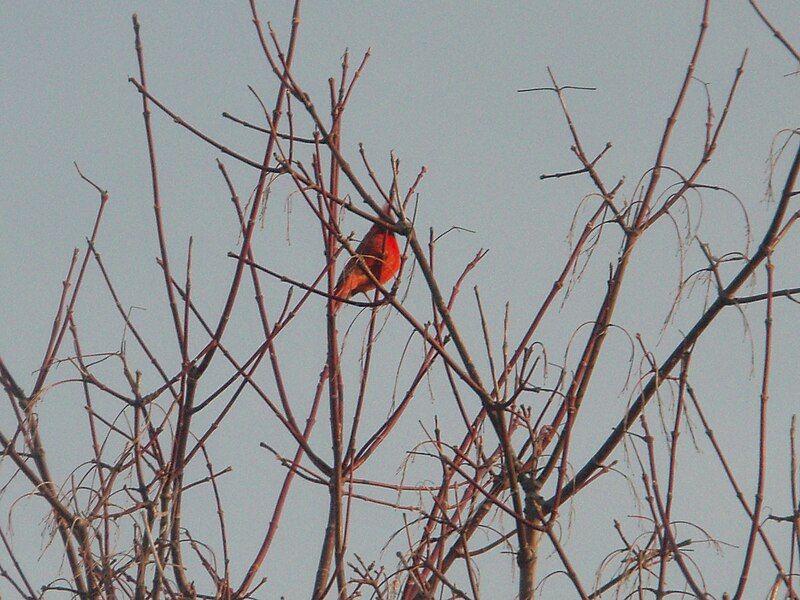 File:Red-bird tree branch-3.jpg