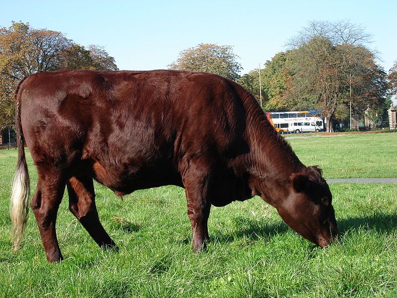 File:Red Poll Cambridge.jpg