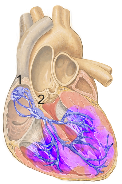 File:Reizleitungssystem 12.png