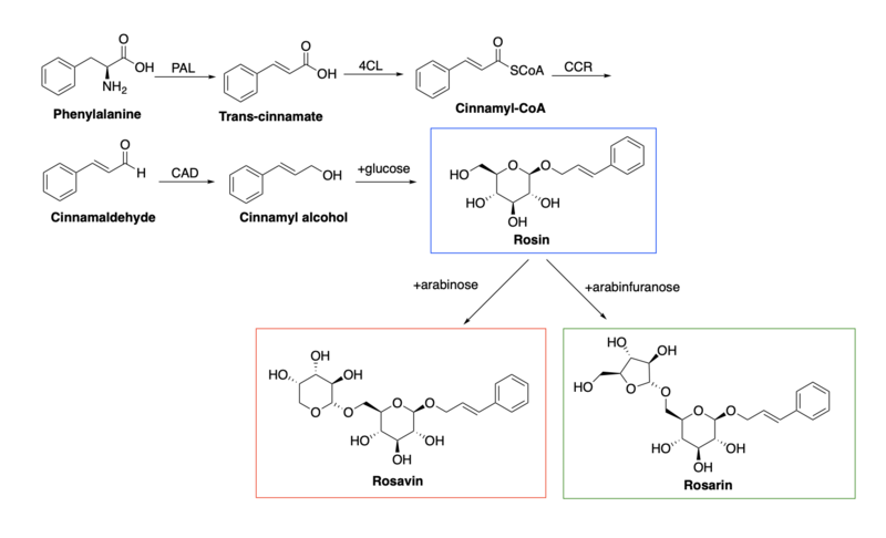 File:Rosavin Biosynthesis Final.tif