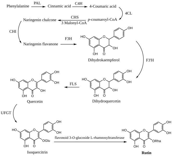 File:Rutin Biosynthesis.svg