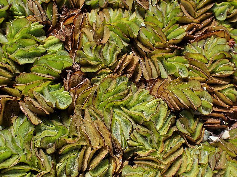 File:Salvinia molesta kz01.jpg