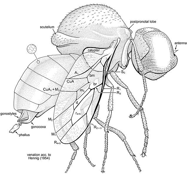 File:Schlingeromyia minuta.jpg