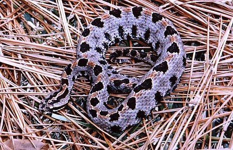 Carolina pygmy rattlesnake (S. m. miliarius)